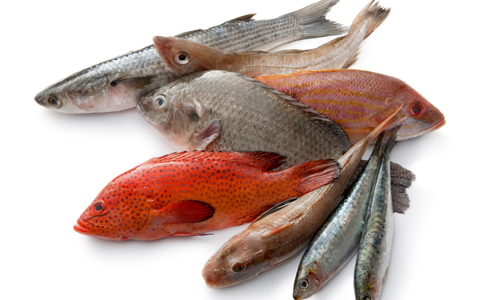 4 Types of Fish to Avoid Eating