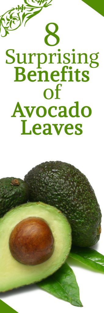 8 Surprising Benefits of Avocado Leaves You Did Not Know