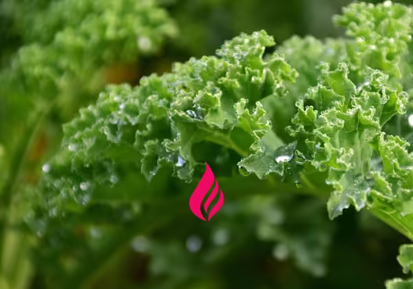 Kale for better gut health